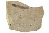 Fossil Leaf (Andromeda) - France #254260-1